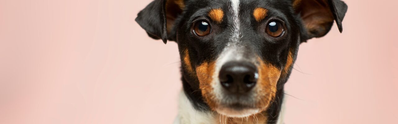 A close-up picture of a dog