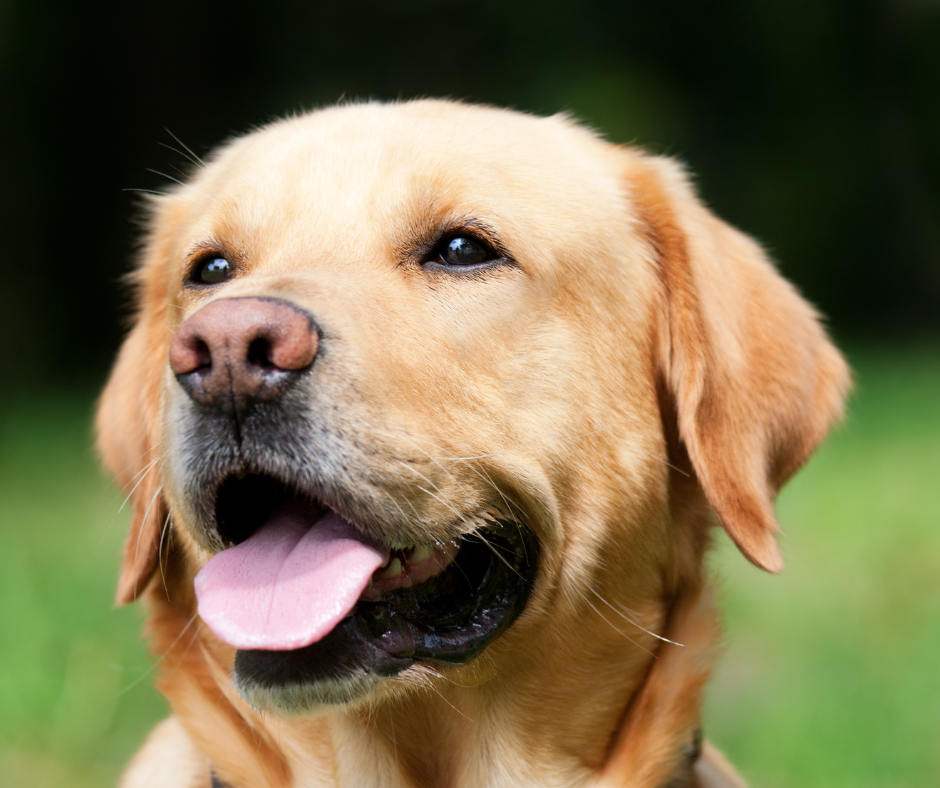 Dog on tram updates